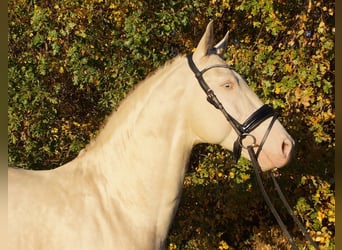 PRE Mix, Gelding, 7 years, 16,1 hh, Cremello