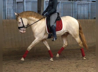 PRE Mix, Gelding, 7 years, 16,1 hh, Cremello