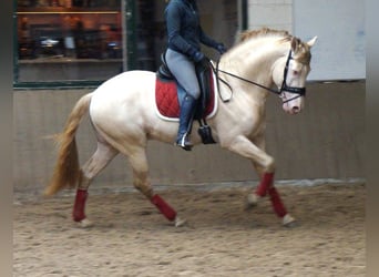 PRE Mix, Gelding, 7 years, 16,1 hh, Cremello
