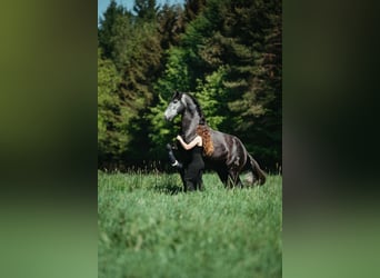 PRE Mix, Gelding, 7 years, 16,1 hh, Grey-Dark-Tan