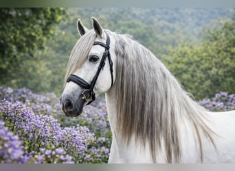 PRE Mix, Gelding, 7 years, 16,1 hh, Grey
