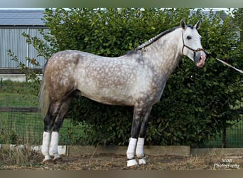 PRE Mix, Gelding, 7 years, 16,1 hh, Grey