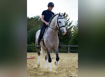 PRE Mix, Gelding, 7 years, 16,1 hh, Grey