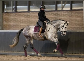 PRE Mix, Gelding, 7 years, 16,1 hh, Grey