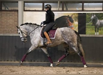 PRE Mix, Gelding, 7 years, 16,1 hh, Grey