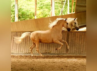 PRE, Gelding, 7 years, 16,1 hh, Palomino