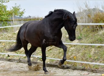 PRE Mix, Gelding, 7 years, 16,2 hh, Black