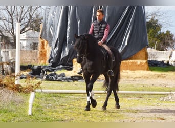 PRE Mix, Gelding, 7 years, 16,2 hh, Black
