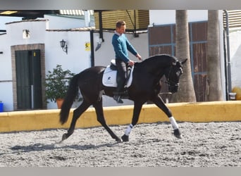 PRE Mix, Gelding, 7 years, 16,2 hh, Black