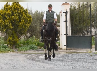 PRE Mix, Gelding, 7 years, 16,2 hh, Black