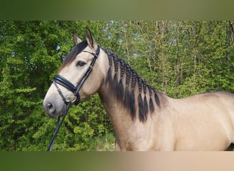 PRE Mix, Gelding, 7 years, 16,2 hh, Buckskin