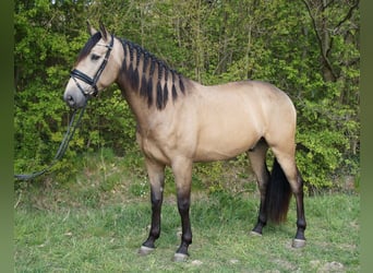 PRE Mix, Gelding, 7 years, 16,2 hh, Buckskin