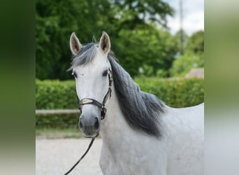 PRE Mix, Gelding, 7 years, 16,2 hh, Gray