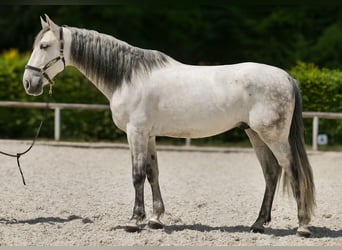 PRE Mix, Gelding, 7 years, 16,2 hh, Gray
