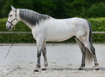 PRE Mix, Gelding, 7 years, 16,2 hh, Gray