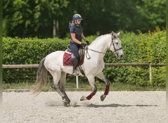 PRE Mix, Gelding, 7 years, 16,2 hh, Gray