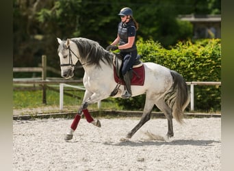 PRE Mix, Gelding, 7 years, 16,2 hh, Gray