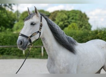 PRE Mix, Gelding, 7 years, 16,2 hh, Gray