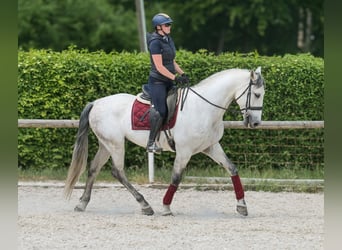 PRE Mix, Gelding, 7 years, 16,2 hh, Gray