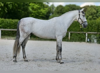 PRE Mix, Gelding, 7 years, 16,2 hh, Gray