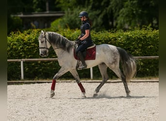 PRE Mix, Gelding, 7 years, 16,2 hh, Gray