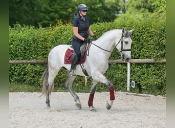 PRE Mix, Gelding, 7 years, 16,2 hh, Gray