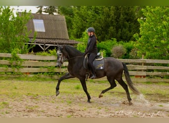 PRE, Gelding, 7 years, 16,2 hh, Grey-Dark-Tan