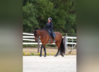 PRE Mix, Gelding, 7 years, 17 hh, Bay