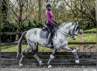PRE Mix, Gelding, 7 years, Gray