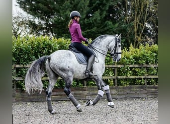 PRE Mix, Gelding, 7 years, Gray