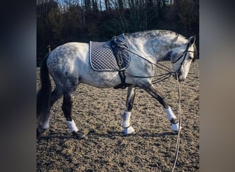 PRE Mix, Gelding, 7 years, Gray