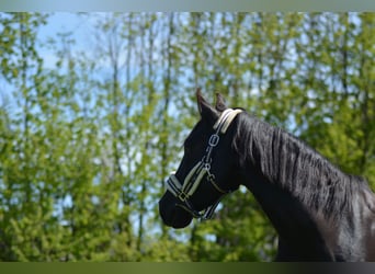 PRE, Gelding, 8 years, 14,3 hh, Smoky-Black