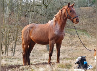 PRE Mix, Gelding, 8 years, 15.1 hh, Roan-Red