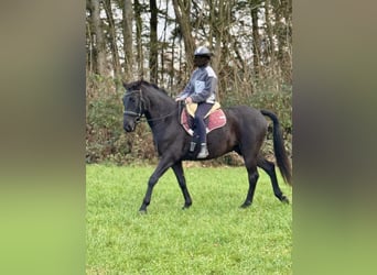 PRE Mix, Gelding, 8 years, 15.2 hh, Bay-Dark