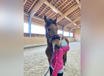 PRE, Gelding, 8 years, 15,2 hh, Bay-Dark