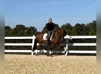 PRE, Gelding, 8 years, 15.2 hh, Brown