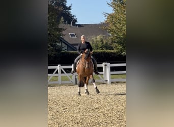 PRE, Gelding, 8 years, 15.2 hh, Brown