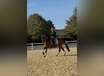 PRE, Gelding, 8 years, 15.2 hh, Brown