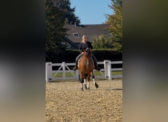 PRE, Gelding, 8 years, 15.2 hh, Brown