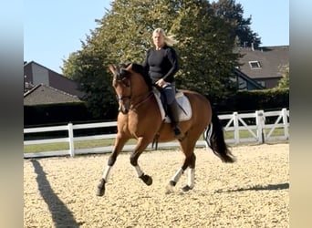 PRE, Gelding, 8 years, 15.2 hh, Brown