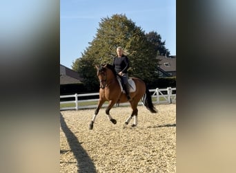 PRE, Gelding, 8 years, 15.2 hh, Brown