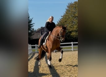 PRE, Gelding, 8 years, 15.2 hh, Brown