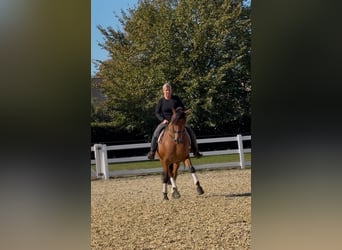 PRE, Gelding, 8 years, 15.2 hh, Brown