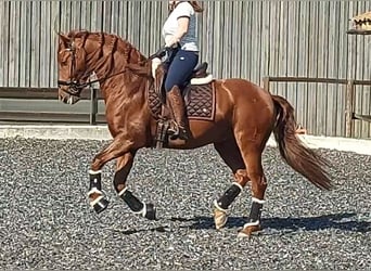 PRE, Gelding, 8 years, 15,2 hh, Chestnut-Red