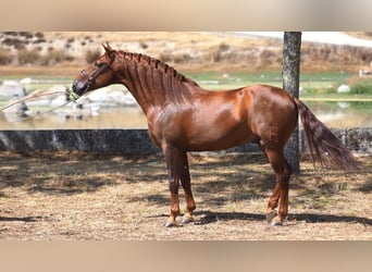 PRE, Gelding, 8 years, 15,2 hh, Chestnut-Red