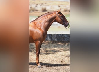 PRE, Gelding, 8 years, 15,2 hh, Chestnut-Red