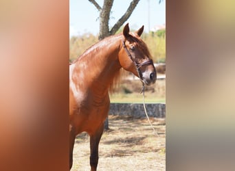 PRE, Gelding, 8 years, 15,2 hh, Chestnut-Red