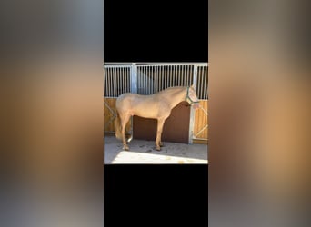 PRE, Gelding, 8 years, 15,2 hh, Cremello