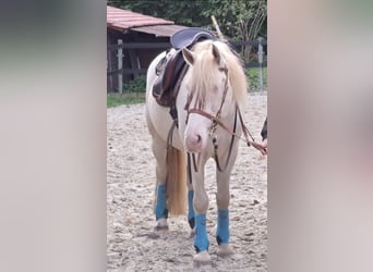 PRE, Gelding, 8 years, 15.2 hh, Perlino