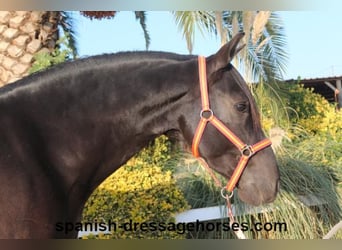 PRE Mix, Gelding, 8 years, 15,3 hh, Black